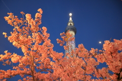 スカイツリーと河津桜