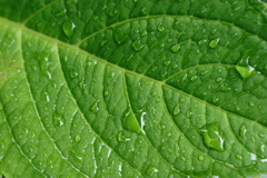 雨の葉っぱ