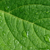 雨の葉っぱ