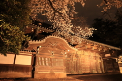 武家屋敷の桜