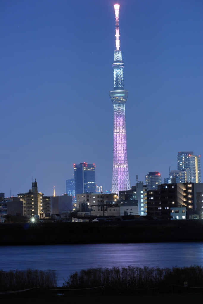 荒川越しのスカイツリー