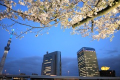 スカイツリーと夜桜