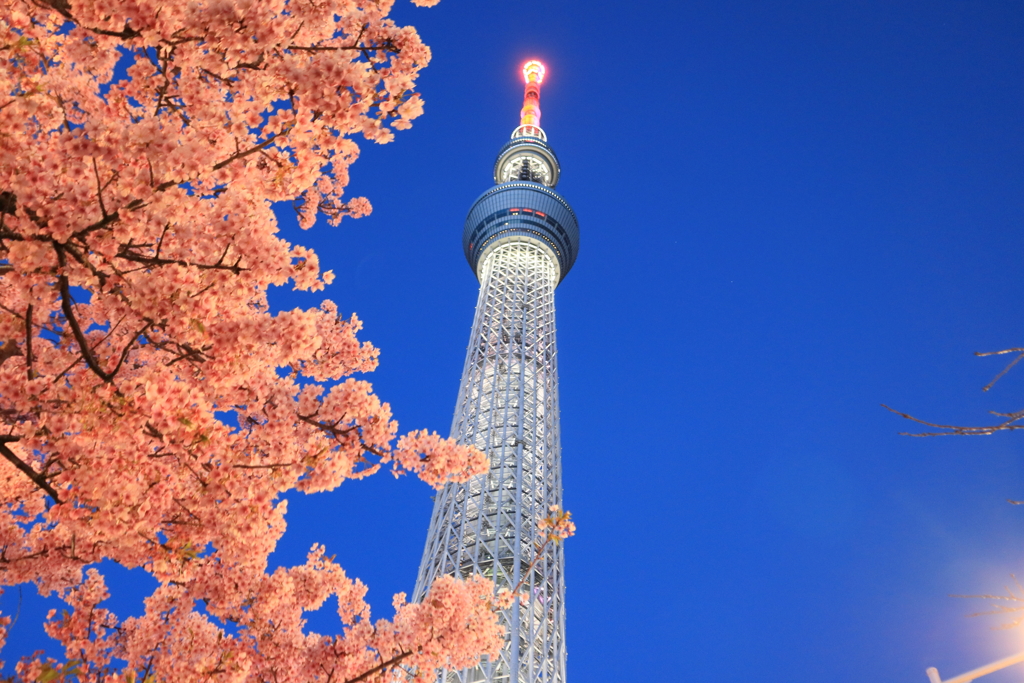 スカイツリーの桜