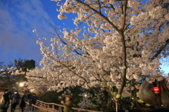 井の頭公園の夜桜