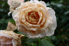 雨中の薔薇