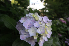 紫陽花
