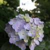 紫陽花