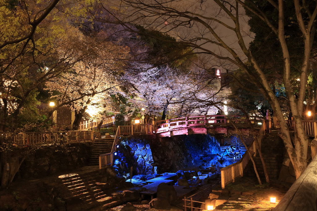 音無川の夜桜