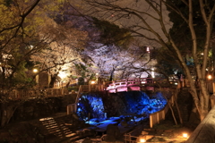 音無川の夜桜