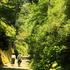 緑の坂道