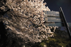 井の頭公園の夜桜