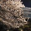 井の頭公園の夜桜