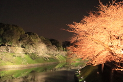 千鳥ヶ淵の夜桜