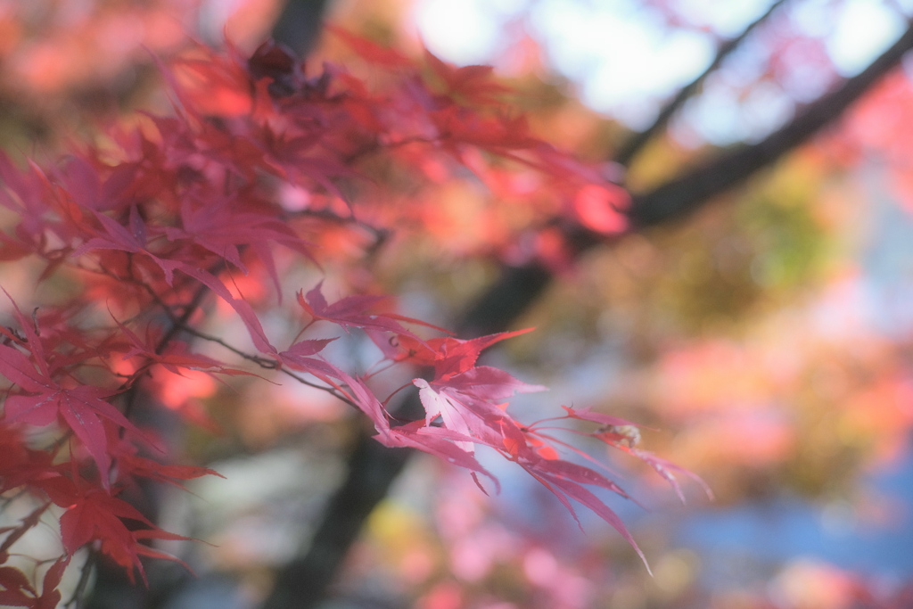 職場の紅葉