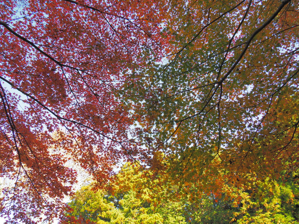 杉並木鑑賞公園の紅葉