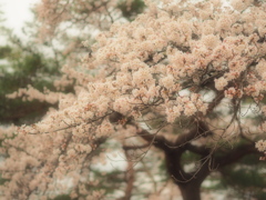 霞ゆく景色の中で