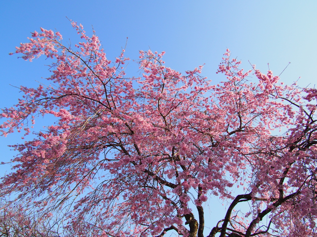 丸山公園の春