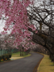 花のかおりを求めて…