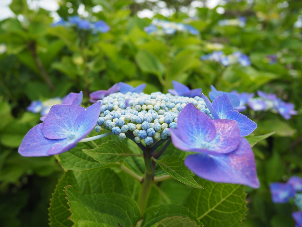 紫陽花