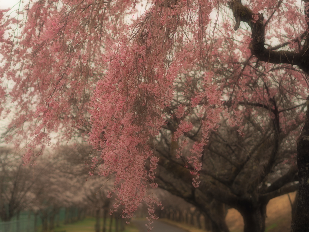 桜のれん