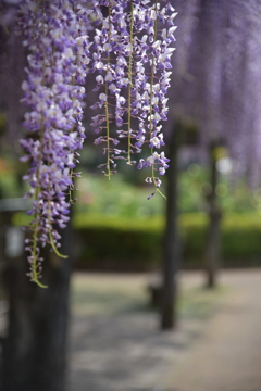 藤の花