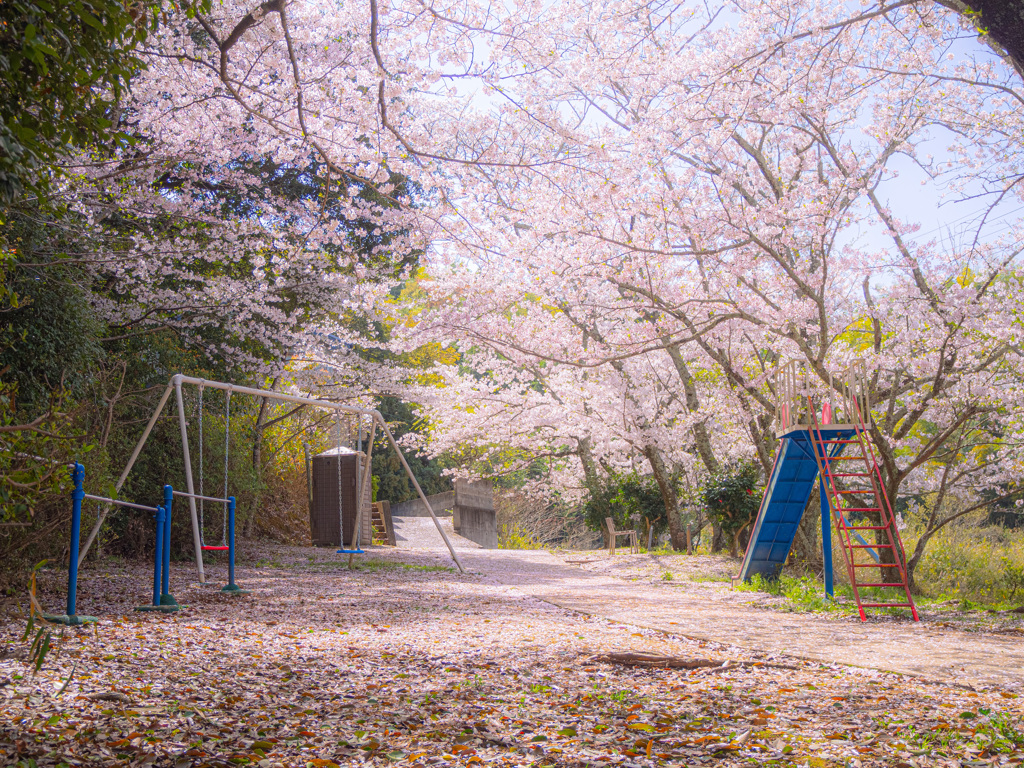 桜と公園
