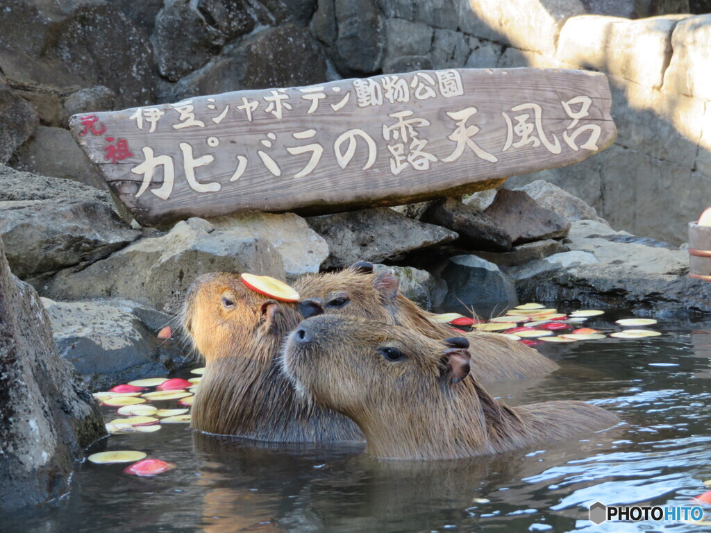 りんごヘッドピース