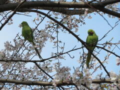 桜をくわえたり眺めたり