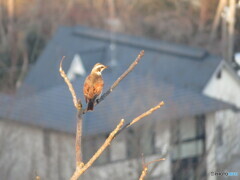 伊豆の鳥