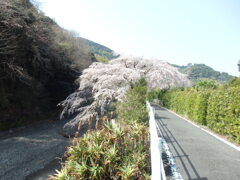 さくら