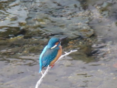 カワセミ