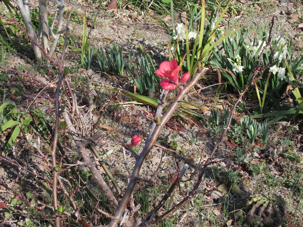 ボケの花