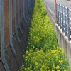 菜の花の水路