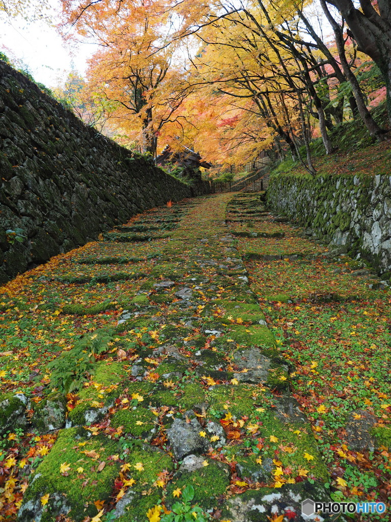 紅葉散歩百済寺 弐