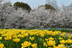 馬見丘陵公園①