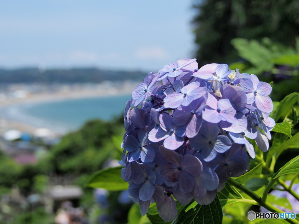 今年はこんな紫陽花観れるかな？②
