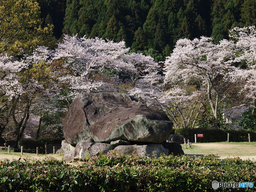 桜と石舞台