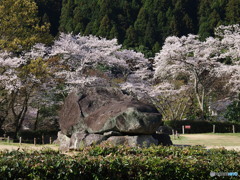 桜と石舞台