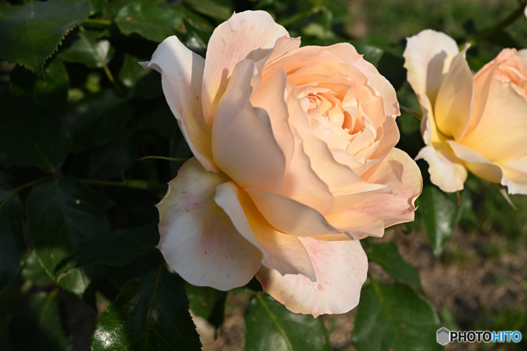 鶴見緑地の薔薇②