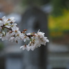 雨・櫻