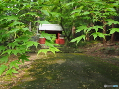 緑の中の寺院散策～百済寺