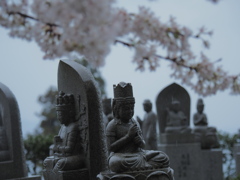 櫻・雨・祈り