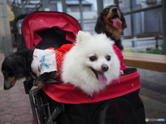 なつのさんぽ３