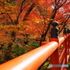 晩秋の京散歩Ⅴ  今熊野 観音寺４