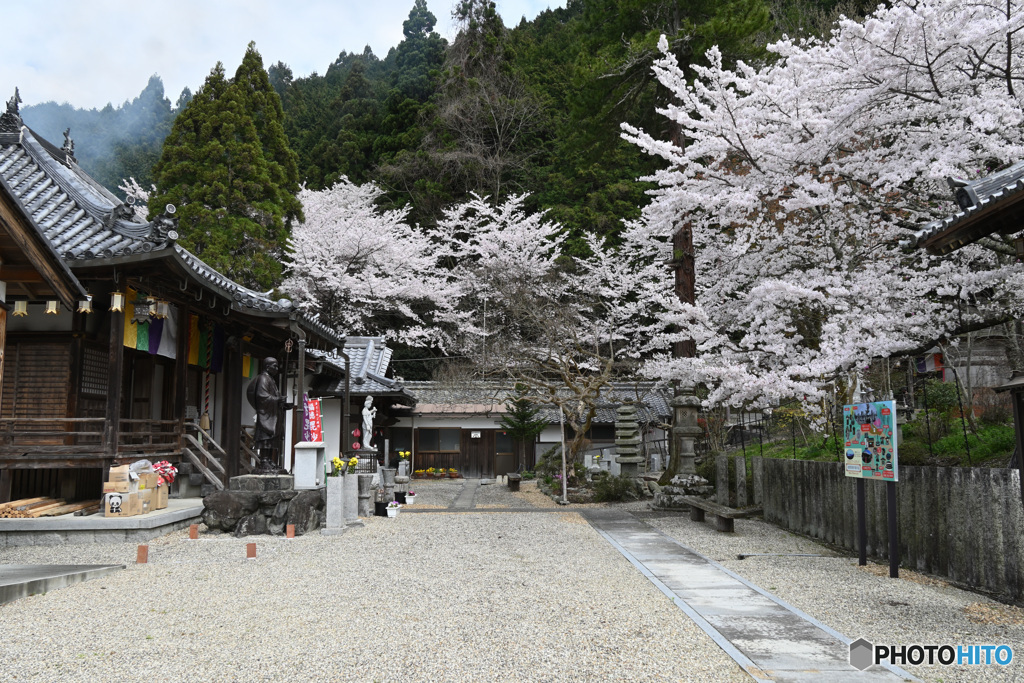 山寺と桜