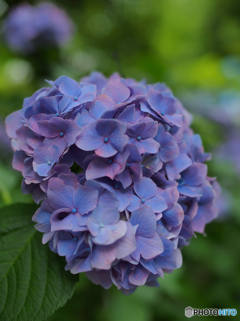 今年はこんな紫陽花観れるかな？④