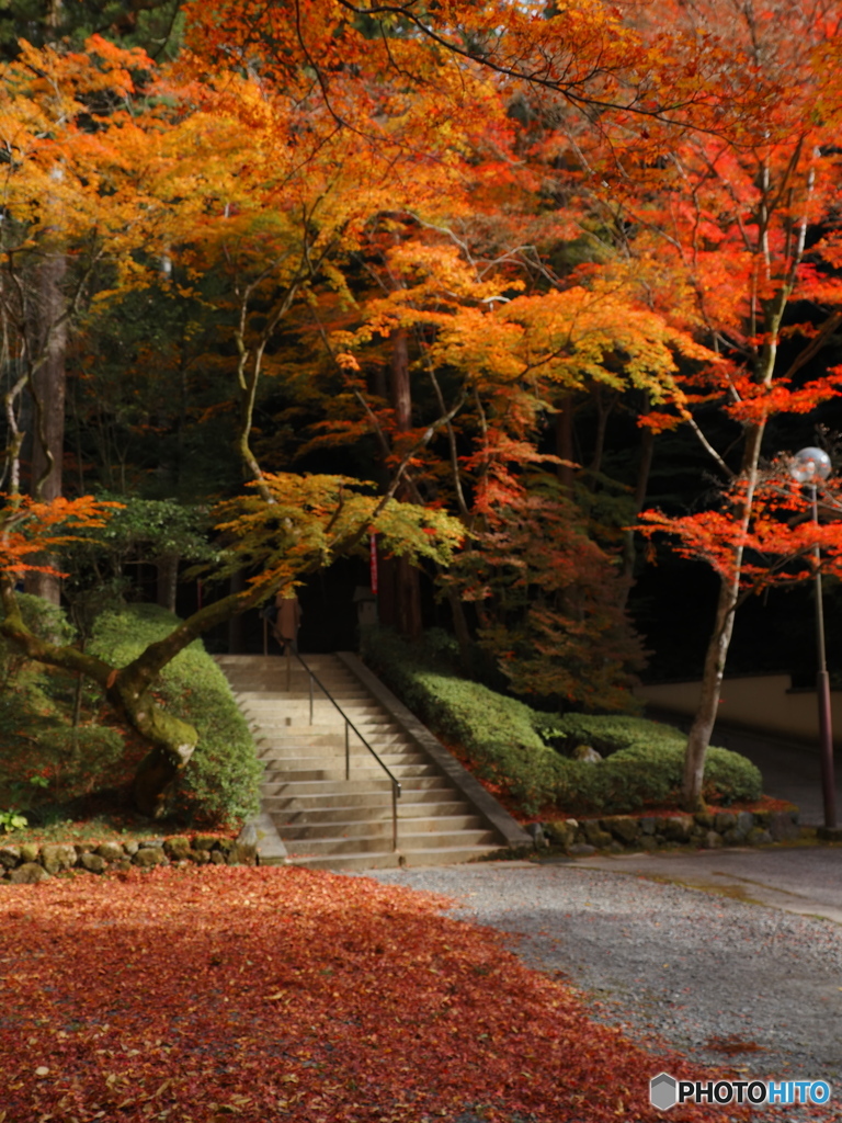 晩秋の京散歩Ⅴ  今熊野 観音寺２