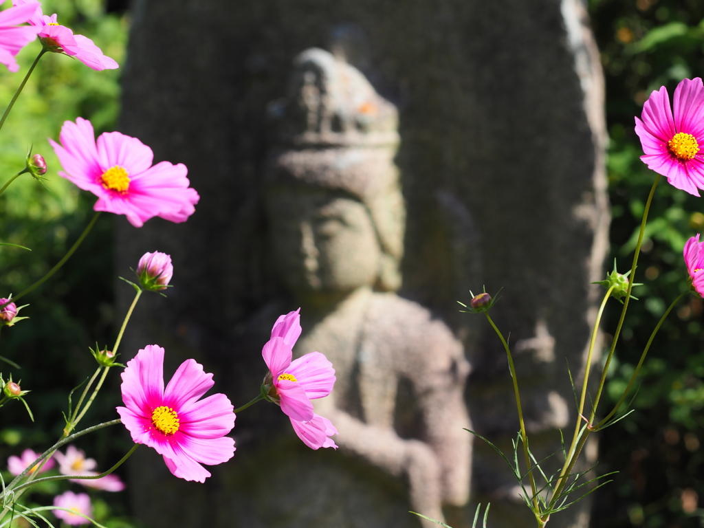 2021秋桜  般若寺にてⅠ