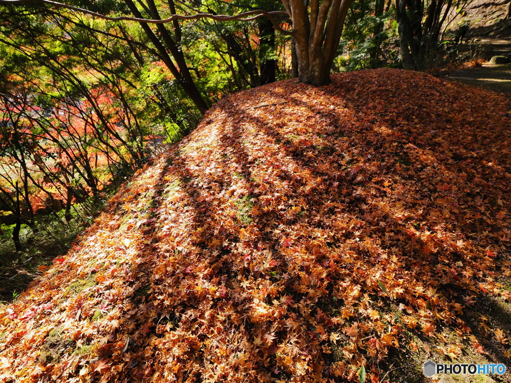 朝日と紅葉2