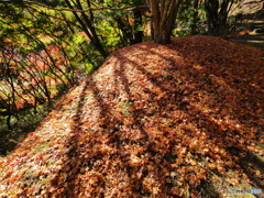 朝日と紅葉2